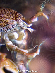 Hello
Porcelain crab feeding by Lütfi Tanrıöver 